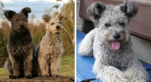 A selection of the most unusual and exotic dog breeds (15 photos)