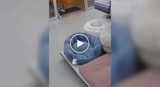 Животные (короткие видео). Выпуск 102