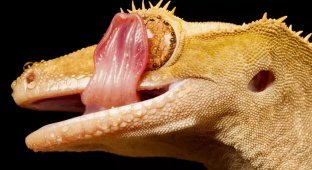 Why do geckos lick their eyes with their tongue? (7 photos)