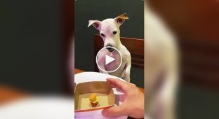 Чем меньше собака, тем больше агрессии