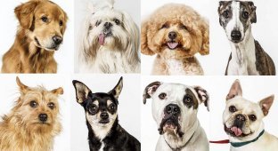 Собачьи портреты (28 фото)