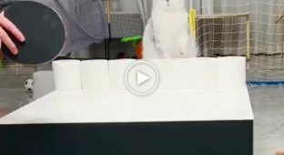 Cat ping pong