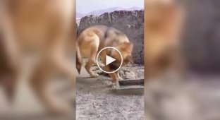 Пес считает свою лапу конкурентом