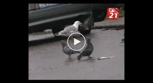 Чайка против голубя