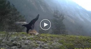 Орел взлетел вместе с тушкой лисы
