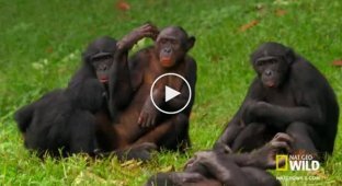 Карликовое шимпанзе
