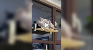 A fight between hairless cats.