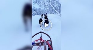 Как ездовые собаки испражняются во время заезда