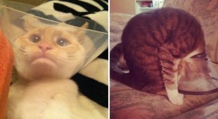 Animals that had to wear protective collars, and now their faces express universal discontent (20 photos)