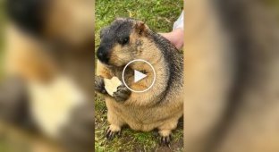 Из жизни сурков