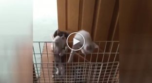 Invasion of agile kittens