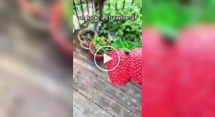 Impressive size of strawberries