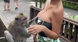 Monkey attacked Miss Peru Paula Manzanal