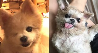 The Happiness of Old Dogs Adopted from the Street (22 photos)