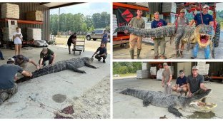 Hunters from Mississippi caught a monster alligator (4 photos)
