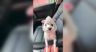 Собаки и их улетные стрижки