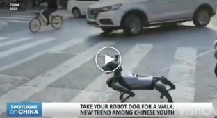 Chinese youth walk robotic dogs instead of live pets