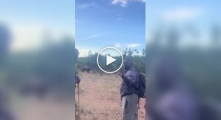 Що робити при зустрічі з носорогом