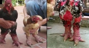 Драконяча курка: чому вона коштує по 2 тисячі доларів за штуку (6 фото)