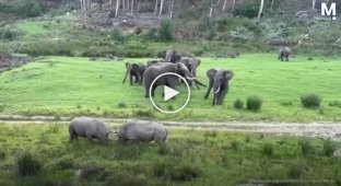 Rhinoceroses started a fight, causing panic among elephants