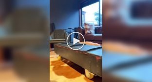 Каким звуком можно позвать кота