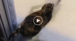 Кот, который обожает снег