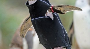 Костюм для пингвина (4 фото)
