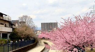 Cherry blossoms bloom ahead of schedule in Japan (7 photos)