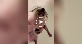 hedgehog bathes in the bath