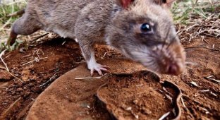 Крысы-саперы спасают Мозамбик (7 фото)