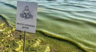 Туристы жалуются, что Черное море на пляжах Анапы превратилось в "зеленую кашу" (4 фото + видео)
