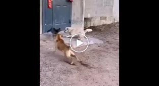 A cat fought back two dogs in kung fu style