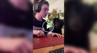 Пес увидел себя на экране телефона