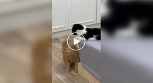 Кот утихомирил своего сородича