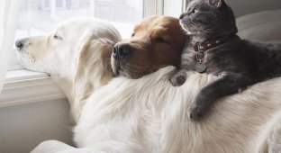 Two dogs and a cat are three best friends who do everything together (19 photos)