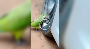 Unusual entertainment of a parrot