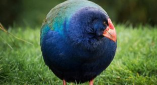 Takahe: Three Times Thought Extinct, but Each Time the Bird Returned (8 photos)