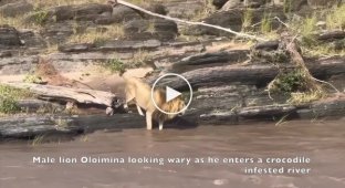 A lion almost became lunch Crocodile