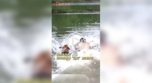 Служебный пес на тренировке «передумал» спасать дрессировщика в воде
