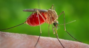 Зачем комару кровь (3 фото + 1 видео)