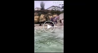 Enraged sea lion attacked tourists on the coast in California