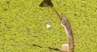 The most intense video of today: gray heron and fish