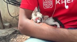 Rescued kitten after 3 months. Amazing transformation thanks to love and care