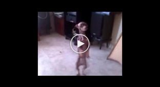 Собачка забавно танцует