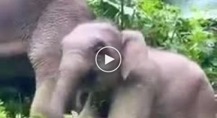 A cheerful baby elephant was captured in a Chinese nature reserve