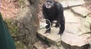 Меткий бросок от шимпанзе