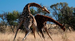 Жираф: Неочевидные факты. С удовольствием едят падаль, в подмышках ночуют птицы, а детёныши падают с 2 метров при рождении (7 фото)