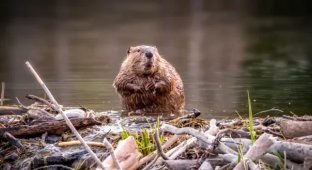 A Train Derailed, And A Forest Burned: All Because Of Beavers Who Built A Bad Dam (2 photos)