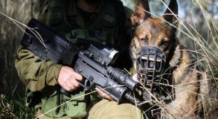 Переноска тактических собак в израильской армии (3 фото)