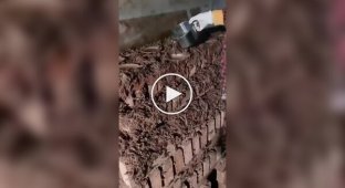 Ферма скорпіонів: де видобувають найдорожчу речовину тваринного походження